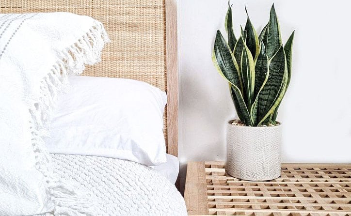 Bedroom plants.