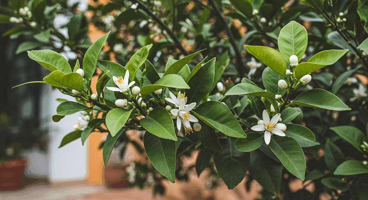 Bitter orange tree, petitgrain